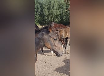 Belgisches Warmblut, Hengst, Fohlen (05/2026), Blauschimmel