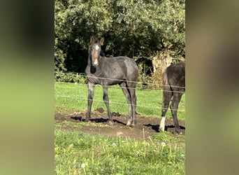 Belgisches Warmblut, Hengst, Fohlen (05/2026), Blauschimmel