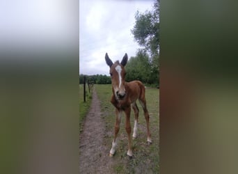 Belgisches Warmblut, Hengst, Fohlen (05/2025), Brauner