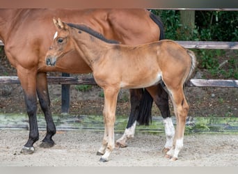 Belgisches Warmblut, Hengst, Fohlen (07/2024), Brauner