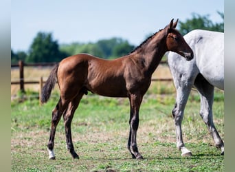 Belgisches Warmblut, Hengst, Fohlen (04/2025), Brauner