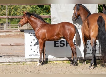 Belgisches Warmblut, Hengst, Fohlen (03/2025), Brauner