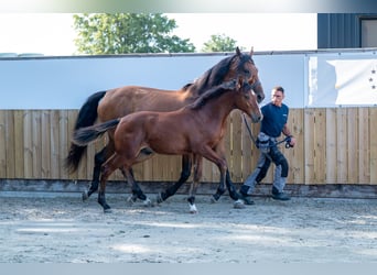 Belgisches Warmblut, Hengst, Fohlen (03/2025), Brauner