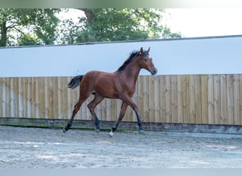 Belgisches Warmblut, Hengst, Fohlen (03/2025), Brauner