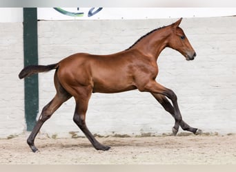 Belgisches Warmblut, Hengst, Fohlen (05/2026), Brauner