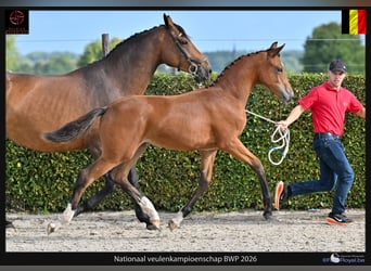 Belgisches Warmblut, Hengst, Fohlen (04/2026), Brauner