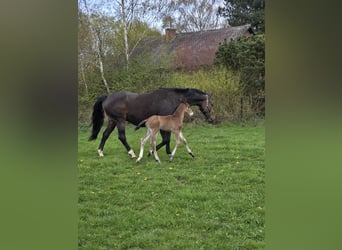 Belgisches Warmblut, Hengst, Fohlen (03/2026), Brauner
