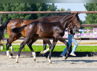 Belgisches Warmblut, Hengst, Fohlen (05/2026), Brauner