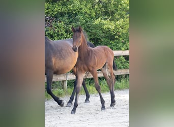 Belgisches Warmblut, Hengst, , Brauner