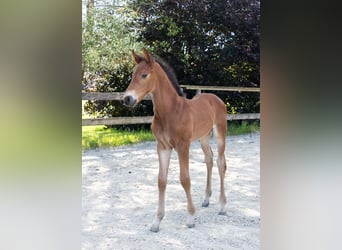 Belgisches Warmblut, Hengst, , Brauner