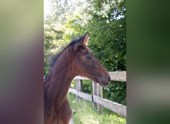 Belgisches Warmblut, Hengst, , Brauner