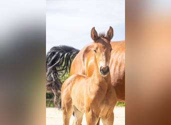 Belgisches Warmblut, Hengst, , Brauner
