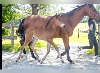 Belgisches Warmblut, Hengst, , Brauner