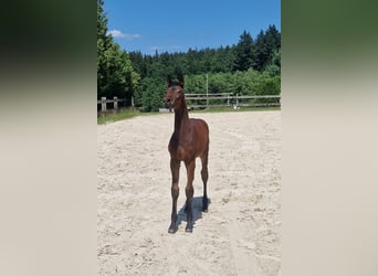 Belgisches Warmblut, Hengst, , Brauner