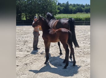 Belgisches Warmblut, Hengst, , Brauner