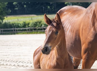 Belgisches Warmblut, Hengst, , Brauner