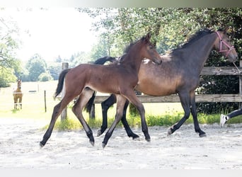 Belgisches Warmblut, Hengst, , Brauner