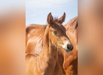 Belgisches Warmblut, Hengst, , Brauner