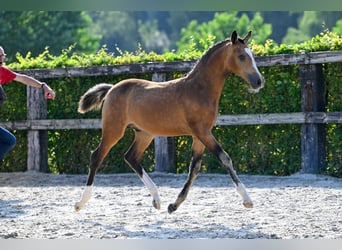 Belgisches Warmblut, Hengst, Fohlen (05/2024), Buckskin