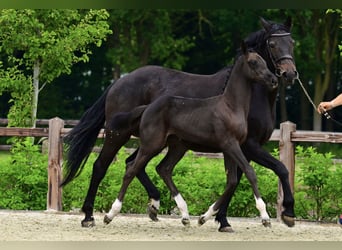 Belgisches Warmblut, Hengst, Fohlen (03/2026), Dunkelbrauner