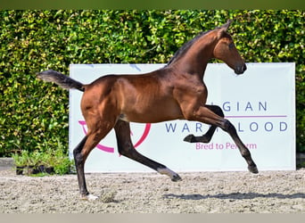 Belgisches Warmblut, Hengst, Fohlen (05/2024), Dunkelbrauner