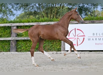 Belgisches Warmblut, Hengst, Fohlen (04/2024), Dunkelfuchs