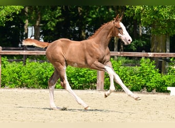 Belgisches Warmblut, Hengst, Fohlen (04/2026), Fuchs