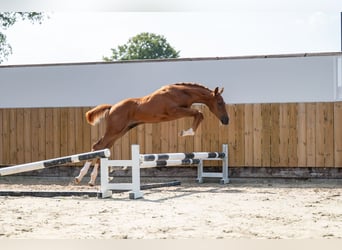 Belgisches Warmblut, Hengst, Fohlen (04/2025), Fuchs