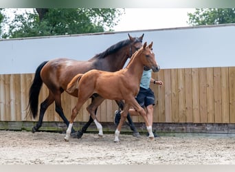 Belgisches Warmblut, Hengst, Fohlen (04/2025), Fuchs