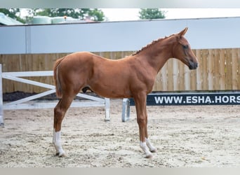 Belgisches Warmblut, Hengst, Fohlen (04/2025), Fuchs