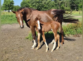 Belgisches Warmblut, Hengst, Fohlen (06/2026), Fuchs