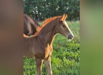Belgisches Warmblut, Hengst, Fohlen (06/2026), Fuchs