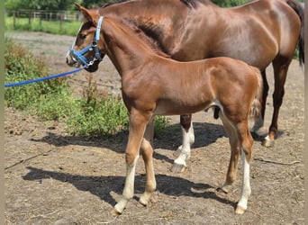 Belgisches Warmblut, Hengst, Fohlen (06/2026), Fuchs