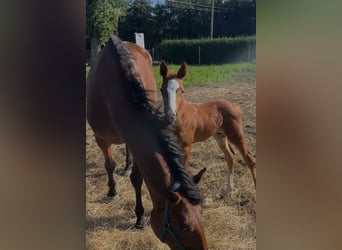 Belgisches Warmblut, Hengst, Fohlen (08/2026), Fuchs