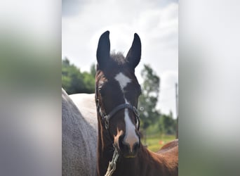 Belgisches Warmblut, Hengst, Fohlen (04/2025), Kann Schimmel werden