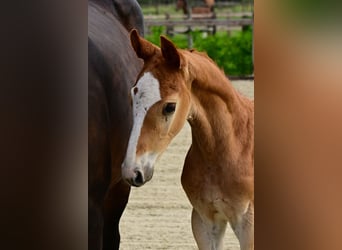 Belgisches Warmblut, Hengst, Fohlen (04/2026), Palomino