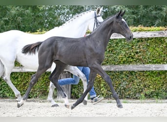 Belgisches Warmblut, Hengst, Fohlen (05/2023), Roan-Bay