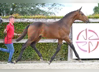 Belgisches Warmblut, Hengst, Fohlen (05/2023), Rotbrauner