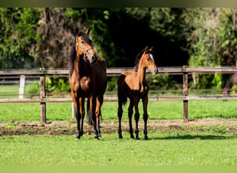 Belgisches Warmblut, Hengst, Fohlen (04/2026), Rotbrauner