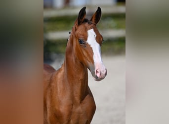 Belgisches Warmblut, Hengst, Fohlen (05/2023), Rotbrauner
