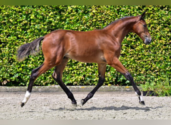 Belgisches Warmblut, Hengst, Fohlen (04/2024), Rotbrauner