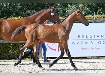 Belgisches Warmblut, Hengst, Fohlen (05/2023), Rotbrauner