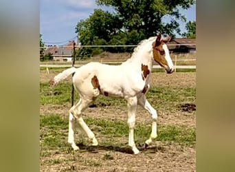 Belgisches Warmblut, Hengst, , Schecke