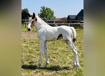 Belgisches Warmblut, Hengst, , Schecke