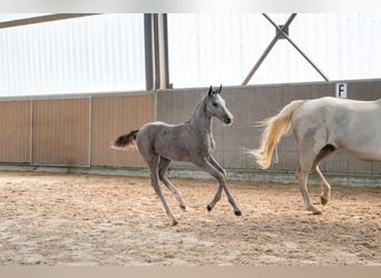 Belgisches Warmblut, Hengst, Fohlen (04/2026), Schimmel