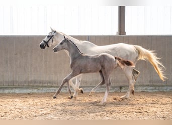 Belgisches Warmblut, Hengst, Fohlen (04/2026), Schimmel