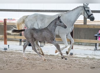 Belgisches Warmblut, Hengst, Fohlen (04/2026), Schimmel