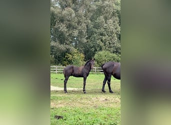 Belgisches Warmblut, Hengst, Fohlen (06/2024), Schwarzbrauner