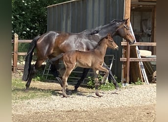 Belgisches Warmblut, Hengst, , Schwarzbrauner