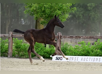 Belgisches Warmblut, Hengst, Fohlen (04/2026)